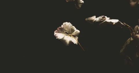 White flowers dancing in the water Stock Footage 128188318