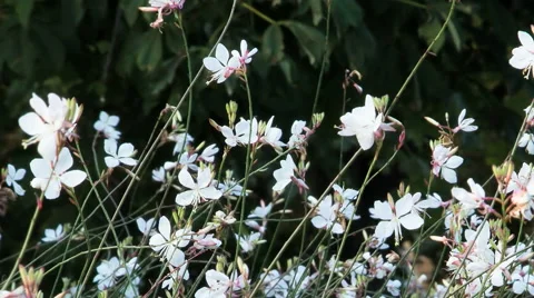 White Flowers dancing in the wind // HQ Stock Footage 43260304