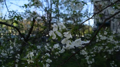 White flowers in the dark Stock Footage 132255088