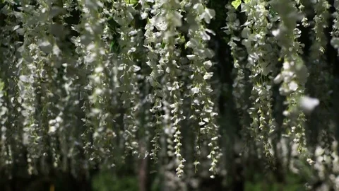 White flowers decoration Stock Footage 72667239