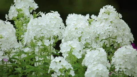 White Flowers on the Defocused Background Vidéo 106465124