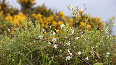 White Flowers with dew rack focus to yellow bush Stock Footage 89588453