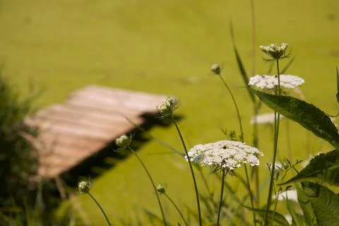 White flowers with dock Stock Photos