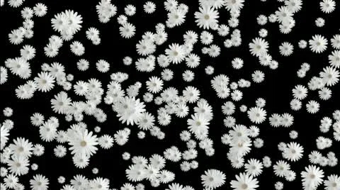 White flowers down Stock Footage 10610230