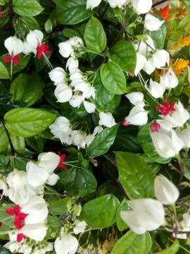 White flowers E Stock Photos