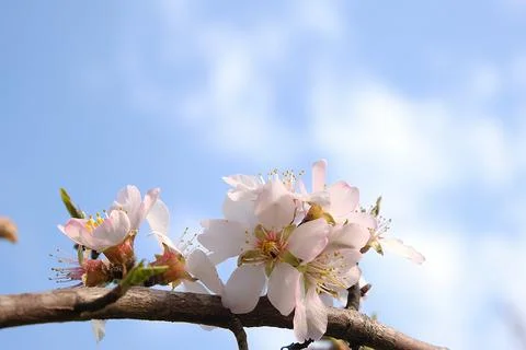 White flowers in early spring. Spring postcard. Stock Photos