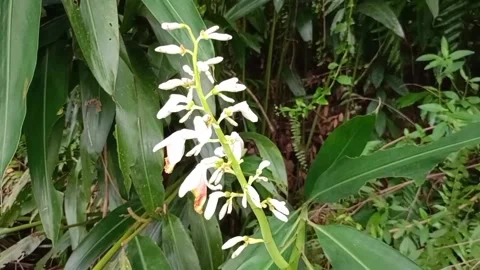 White flowers at the edge of the forest Stock Footage 276337016