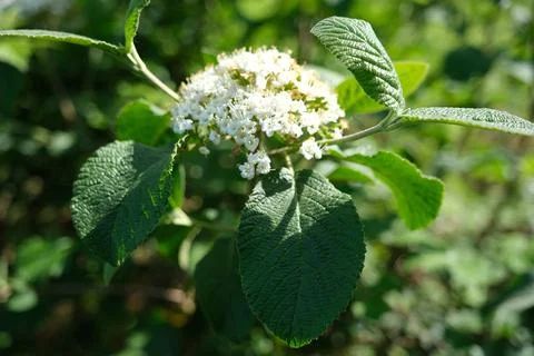 White flowers of an elder tree (Sambucus) Stock Photos
