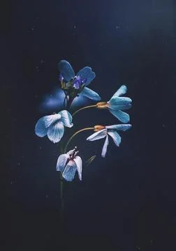White flowers on empty background Stock Photos