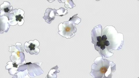 White Flowers Fall Alpha Channel Looped Video Stock Footage 146322952