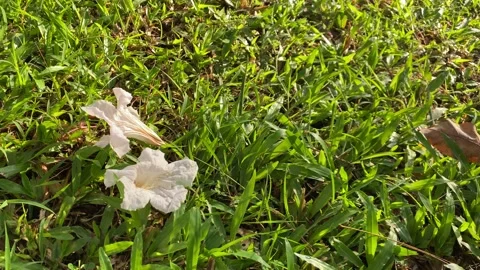 White flowers fall Stock Footage 293327420