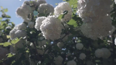 White flowers on farm, botanic concept. Beautiful white flowers and sunshine. Video stock 130122892