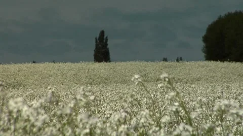 White flowers in a field, focus pull Stock Footage 8509762