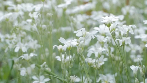 White flowers in field Stock Footage 99252299