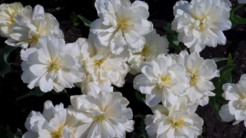 White flowers field top view Stock Footage 242084838