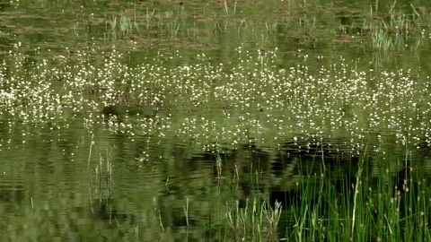 White flowers float on wind-blown water in a pond Video stock 246049504