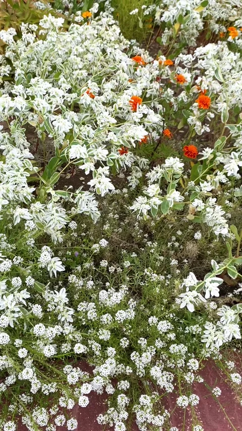 White flowers in the flowerbed fluttering in the wind. Summer. Vertical video Stock Footage 282446594