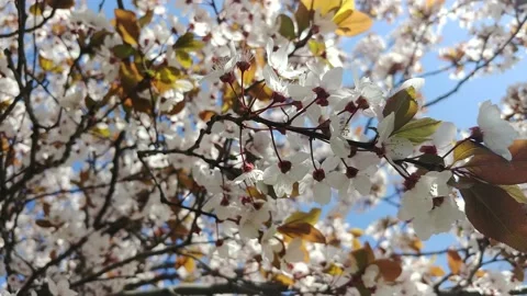  White Flowers On A Flowering Tree  Stock Footage 152897332