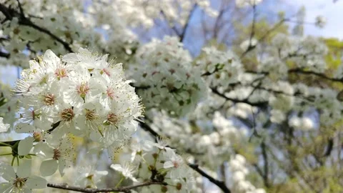  White Flowers On A Flowering Tree  Stock Footage 152897432