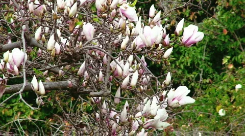 White Flowers Stock Footage 623592