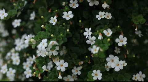 White flowers  库存影片 890467