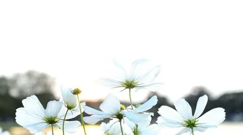 White Flowers Stock Footage 9468242
