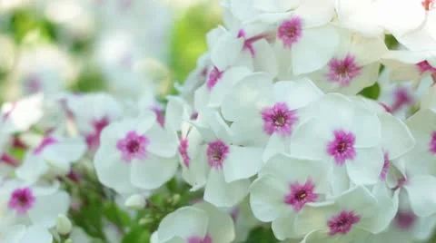 White flowers Stock Footage 10701953