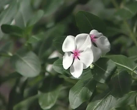 White flowers Stockbeeldmateriaal 10718035