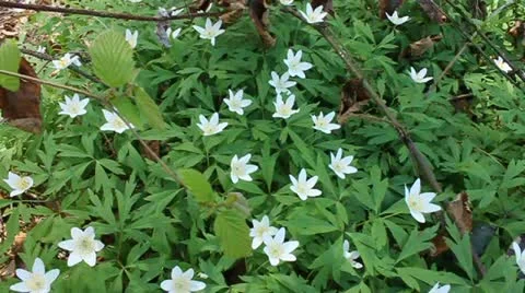 White flowers Stock Footage 10805092