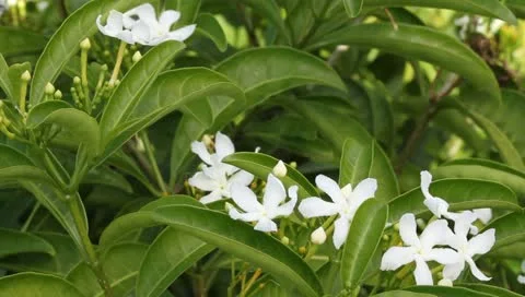 White Flowers Stock Footage 10844228