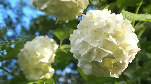 White flowers Vídeo Stock 11135775