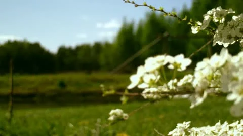 White Flowers Video stock 11700258