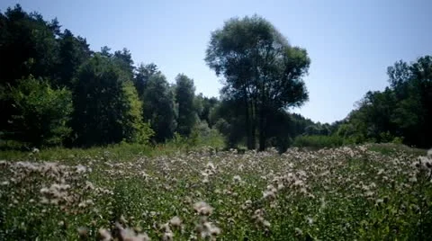 White flowers. Stock Footage 11806727
