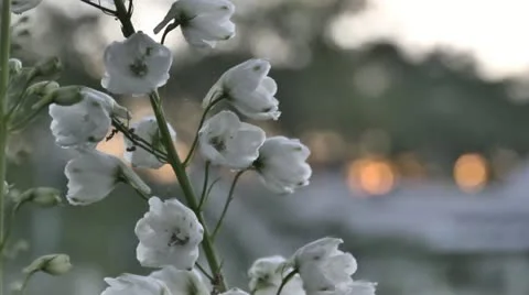 White Flowers Stock Footage 11876994