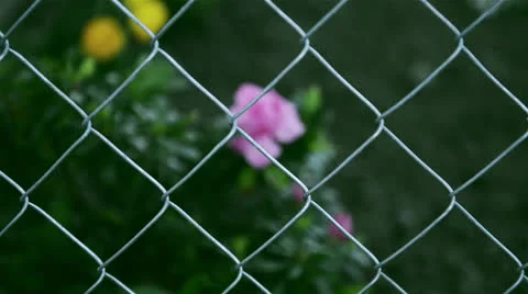 White flowers Stock Footage 22637278