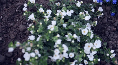 White flowers Stock Footage 22637430