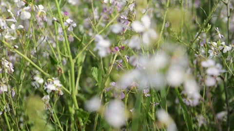 White flowers Stock Footage 22637514