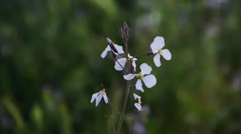 White flowers Stock Footage 22637522