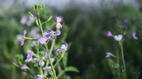 White flowers Stock Footage 22637532
