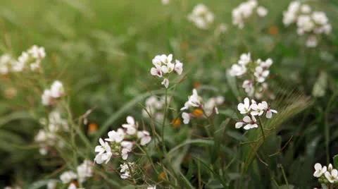 White flowers Video stock 22708628