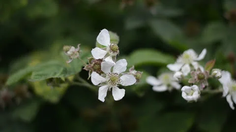 White Flowers Video stock 23616377