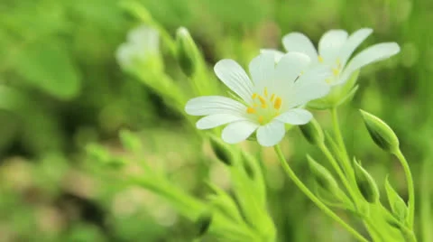 White flowers Stock Footage 24739764