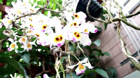 White flowers Stock Footage 25525792