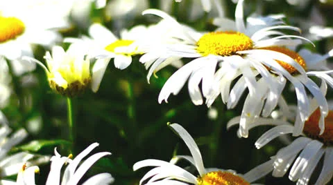White Flowers Video stock 25683844