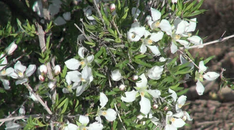 White flowers Stock Footage 26313547