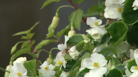 White flowers Stock Footage 28673674