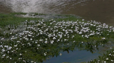White flowers Stock Footage 35567328