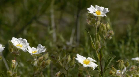 White flowers Stock Footage 35594754