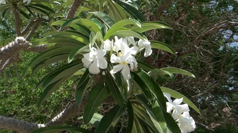White flowers Stock Footage 39717478