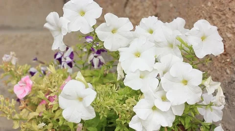 White flowers Stock Footage 41595827